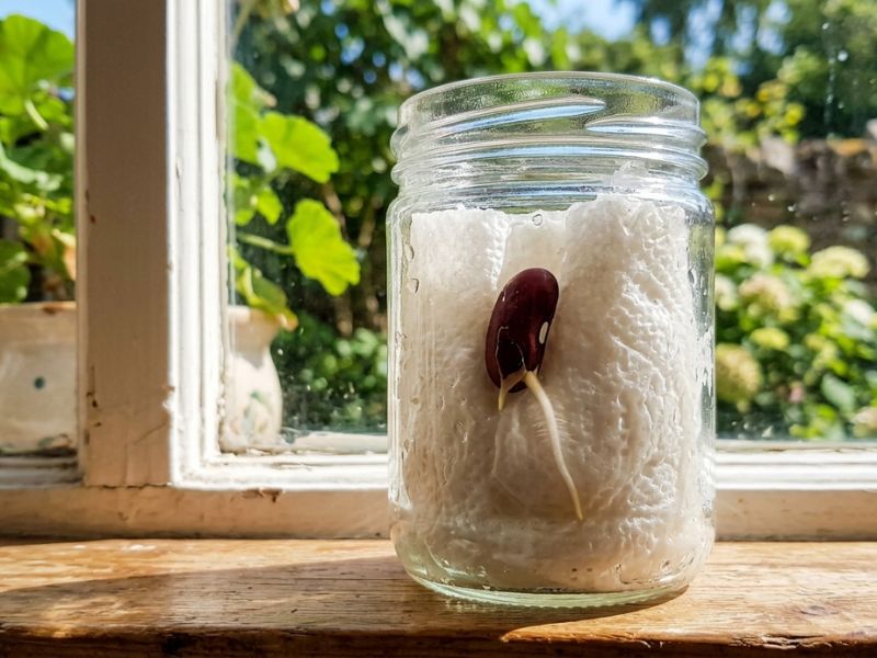 Fast Growing Seeds for Kids